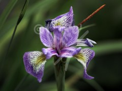 Iris